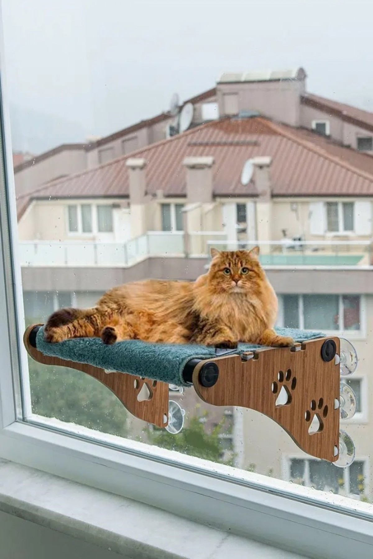 Ahşap Cama Yapışan Kedi Yatağı Vantuzlu Cam Yatağı Terası Yeşil Ahşap Cama Yapışan Kedi Yatağı Vantuzlu Cam Yatağı Terası Yeşil
